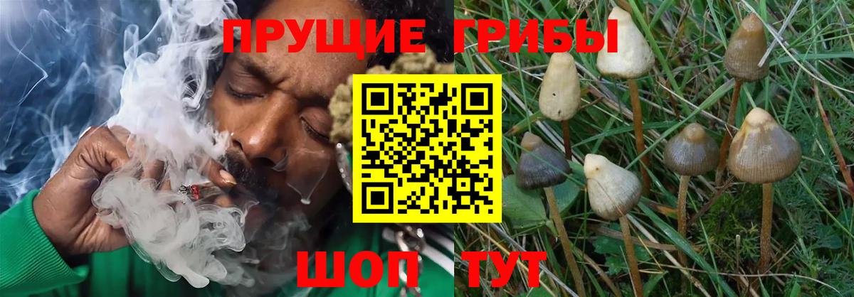 Галлюциногенные грибы прущие грибы Киров